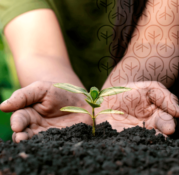 Imagem de uma arvore sendo plantada